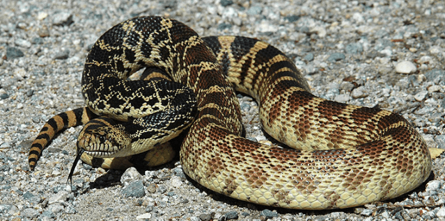 bull snakes facts