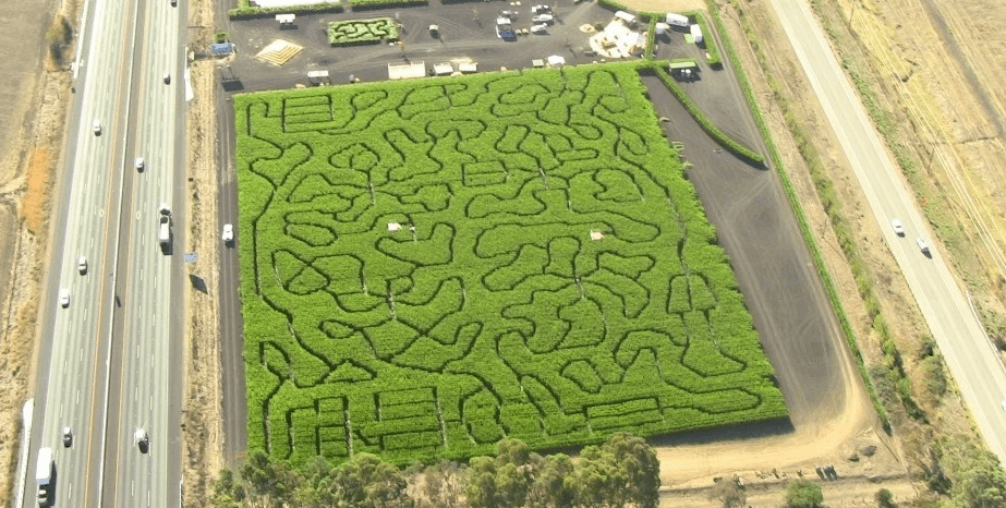 maze field