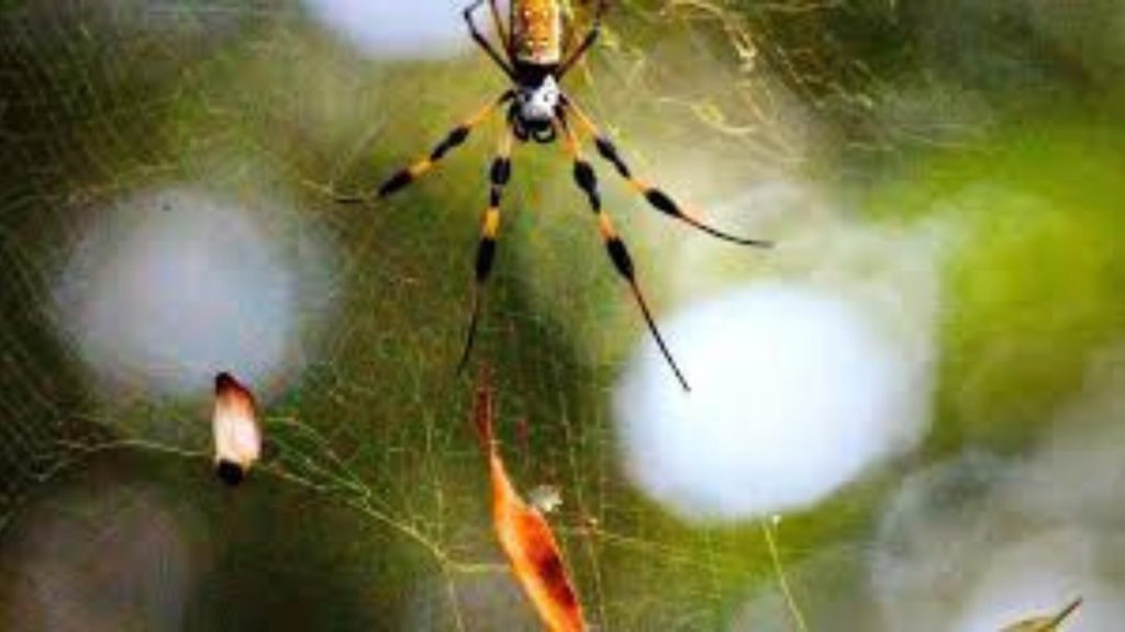 are banana spiders poisonous