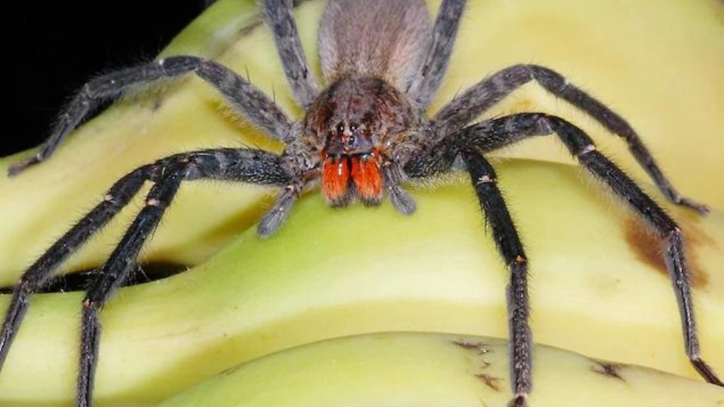 do banana spiders bite